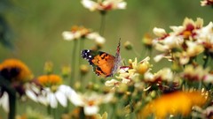 Macro Flowers nature Butterflies insects depth of field