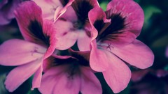 Macro Flowers nature canon