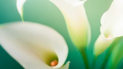 Macro Flowers nature close-up