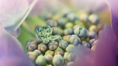 Macro Flowers nature close-up