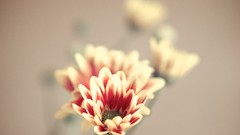 Macro Flowers nature close-up