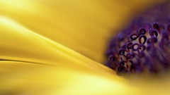 Macro Flowers nature close-up