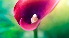 Macro Flowers nature close-up