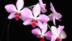 Macro Flowers nature close-up