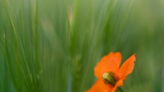 Macro Flowers nature close-up
