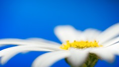 Macro Flowers nature close-up