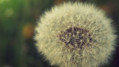 Macro Flowers nature close-up dandelions