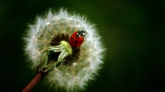 Macro Flowers nature close-up insects dandelions ladybirds lady 