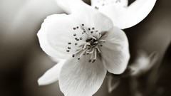 Macro Flowers nature close-up monochrome