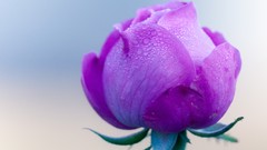 Macro Flowers nature close-up purple flowers