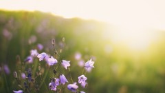 Macro Flowers nature close-up purple flowers sunlight blurred 