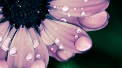 Macro Flowers nature close-up water drops