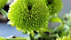 Macro Flowers nature close-up water drops