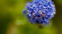Macro Flowers nature close-up water drops blue flowers