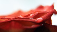 Macro Flowers nature close-up white background water drops 
