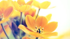 Macro Flowers nature close-up yellow flowers