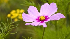 Macro Flowers nature cosmos flower