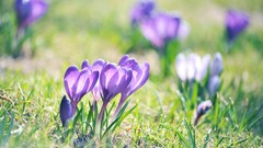 Macro Flowers nature crocus
