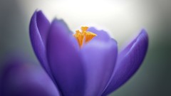 Macro Flowers nature crocus
