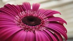 Macro Flowers nature Daisy