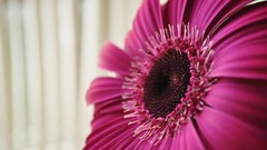 Macro Flowers nature Daisy