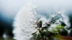 Macro Flowers nature dandelions