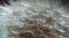 Macro Flowers nature dandelions