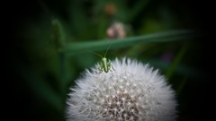 Macro Flowers nature dark white Green close-up Bug artwork