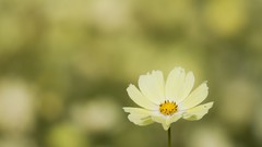Macro Flowers nature depth of field