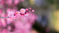 Macro Flowers nature depth of field