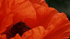 Macro Flowers nature dew Poppies red flowers