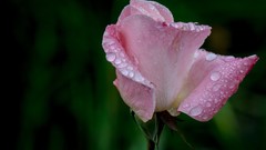 Macro Flowers nature dew roses