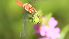 Macro Flowers nature dragonfly Garden insects