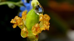 Macro Flowers nature drop