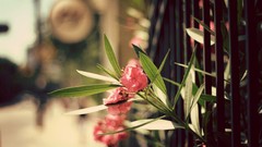 Macro Flowers nature fences