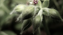 Macro Flowers nature flora depth of field
