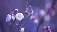 Macro Flowers nature flora depth of field