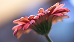 Macro Flowers nature flower petals skyscapes