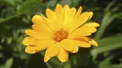 Macro Flowers nature Garden