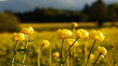 Macro Flowers nature germany fields yellow flowers depth of 