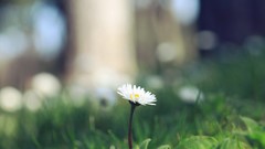 Macro Flowers nature grass