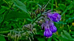Macro Flowers nature grass blue Green