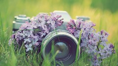 Macro Flowers nature grass Cameras