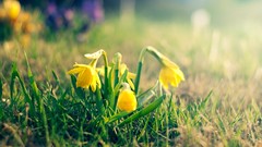 Macro Flowers nature grass close-up yellow flowers
