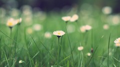 Macro Flowers nature grass Green depth of field