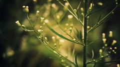 Macro Flowers nature grass Plants depth of field