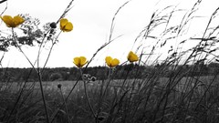 Macro Flowers nature grass yellow black and white fields Photo 