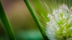 Macro Flowers nature Green