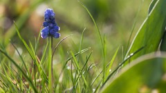 Macro Flowers nature Green