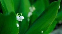 Macro Flowers nature Green close-up lily of the valley